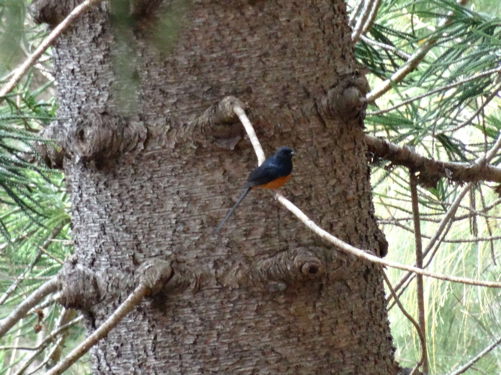 Image of White-rumped Shama