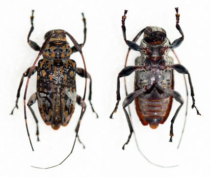 Image of <i>Atrypanius conspersus</i> (Germar 1824)