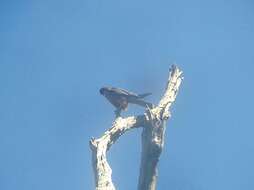 Image of Australian Hobby