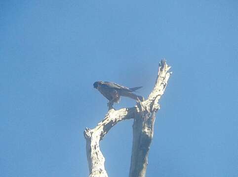 Image of Australian Hobby