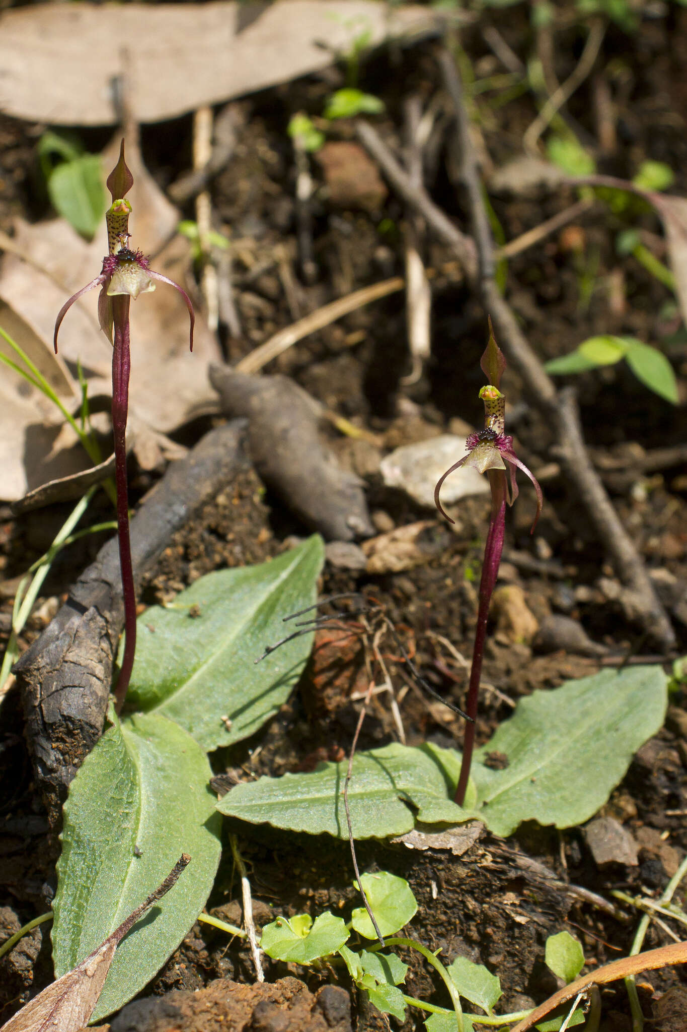 Imagem de Chiloglottis sphyrnoides D. L. Jones