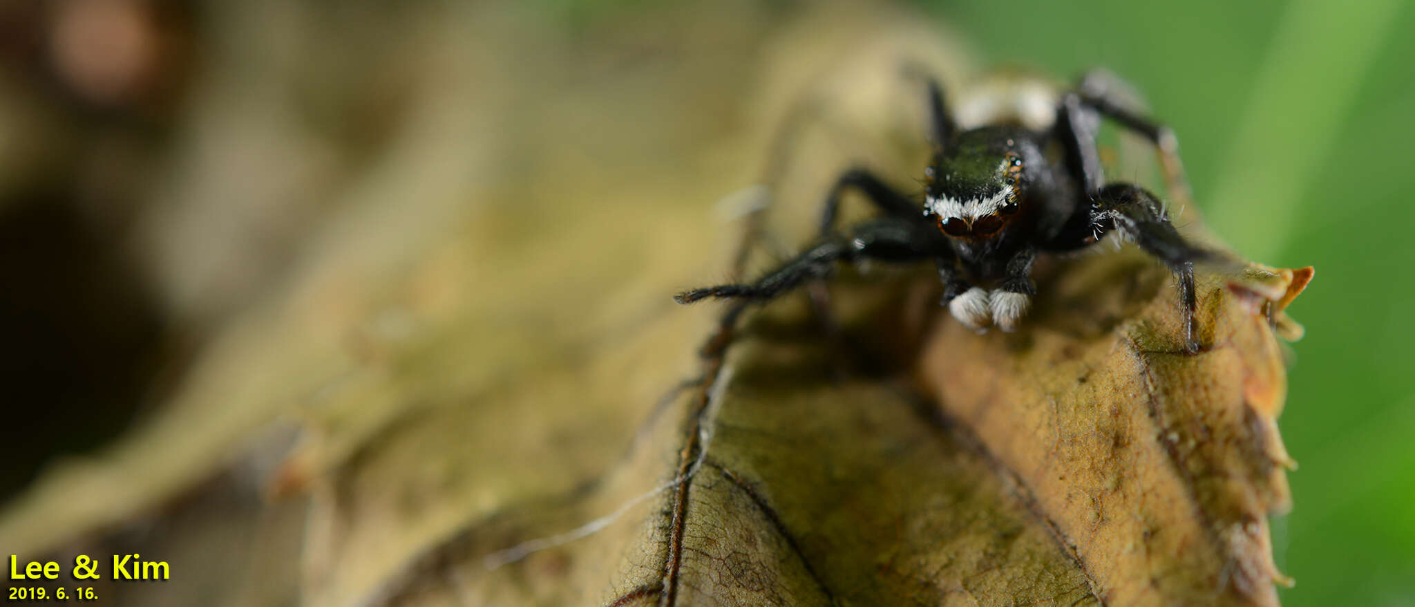 Image of Evarcha albaria (L. Koch 1878)