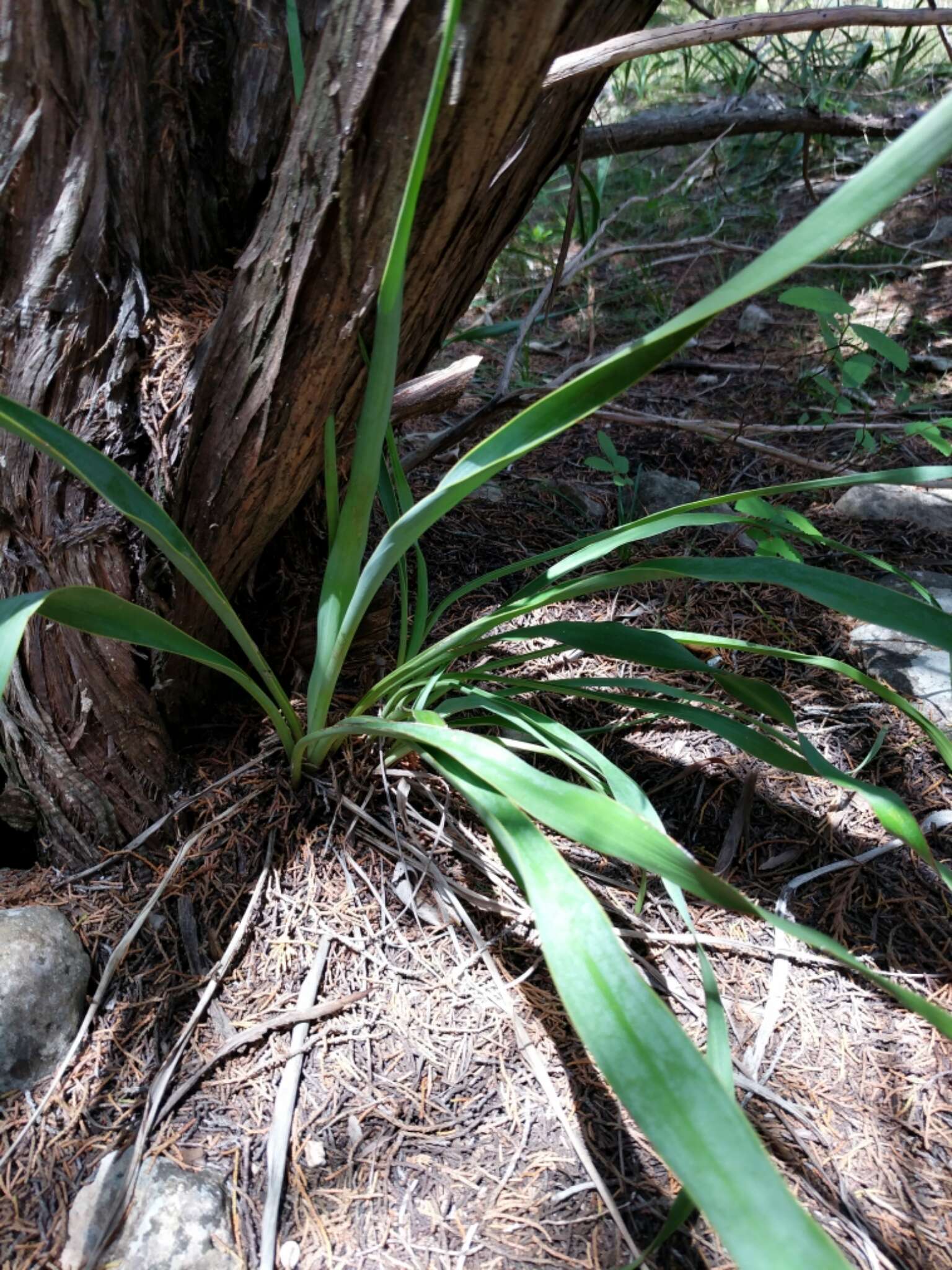 Image of Texas yucca