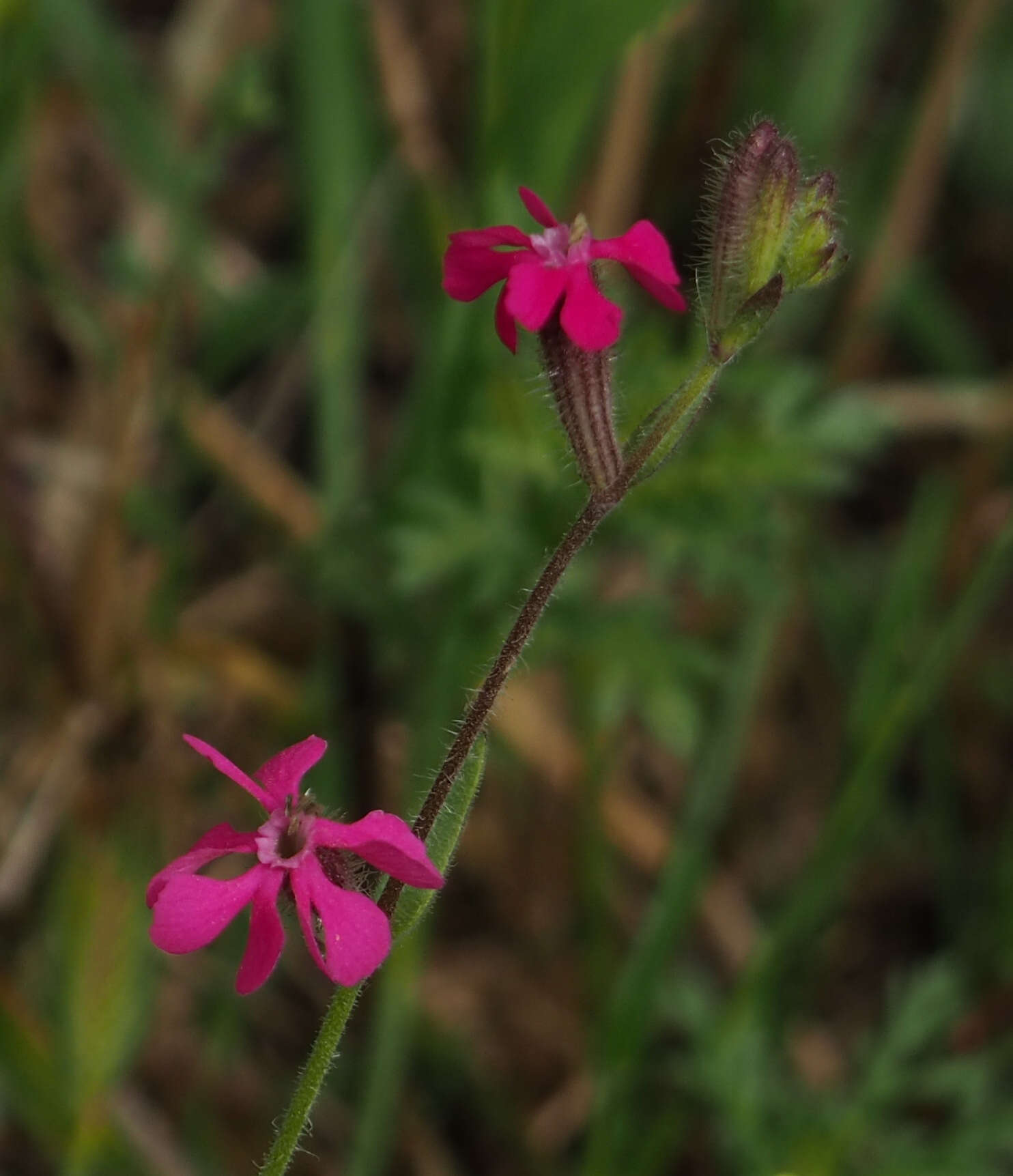 Image of Silene palaestina Boiss.