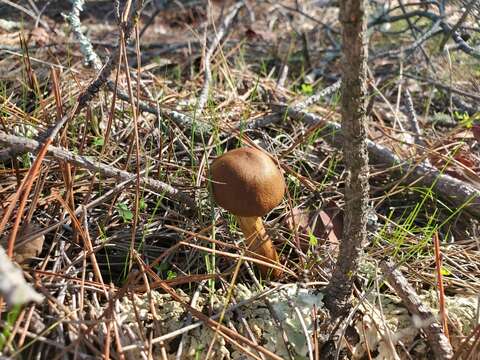 Sivun Cortinarius thiersii Ammirati & A. H. Sm. 1977 kuva