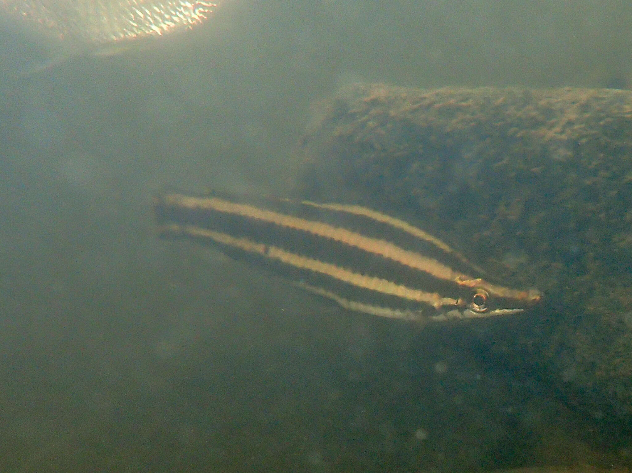 Image of Anostomus brevior Géry 1961