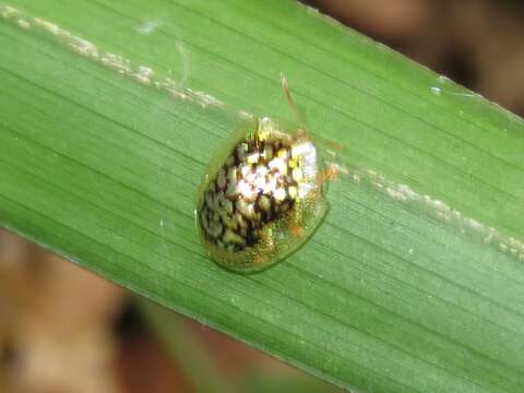 Microctenochira reticularis (De Geer 1775)的圖片