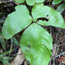 Image of Three-Leaf Halberd Fern