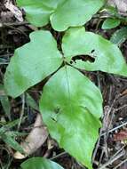 Image of Three-Leaf Halberd Fern