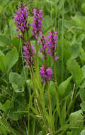 Image de Orchis de Traunsteiner