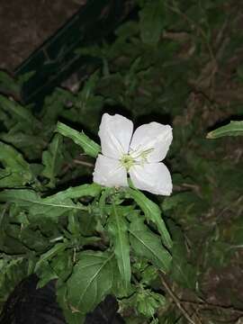 Image of Kunth's Evening-Primrose