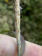 Image of Silver Plume Grass