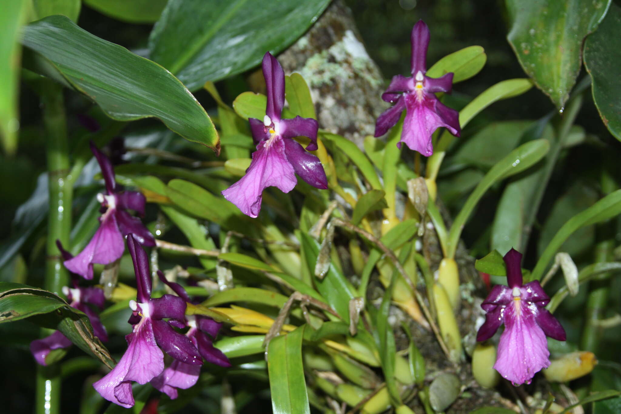 Image of Miltonia moreliana A. Rich.