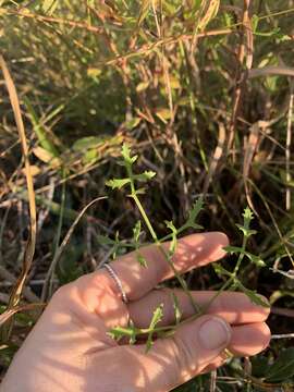 Image of coastal plain angelica