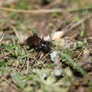 Carabus (Ctenocarabus) melancholicus Fabricius 1798 resmi