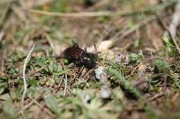 Image of Carabus (Ctenocarabus) melancholicus Fabricius 1798