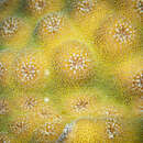 صورة Echinopora pacifica Veron 1990