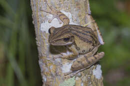 Image of Common Tree Frog