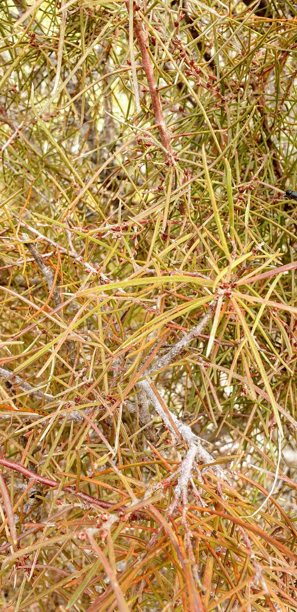 Image of Hakea carinata F. Müll. ex Meissn.