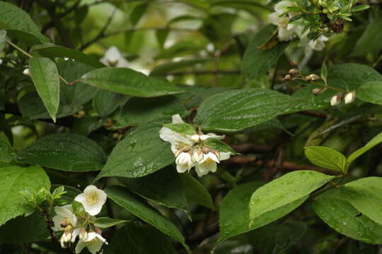 Image of fuzzy mock orange