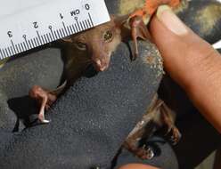 Image of Dagger-toothed Long-nosed Fruit Bat