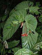 Слика од Begonia consobrina Irmsch.