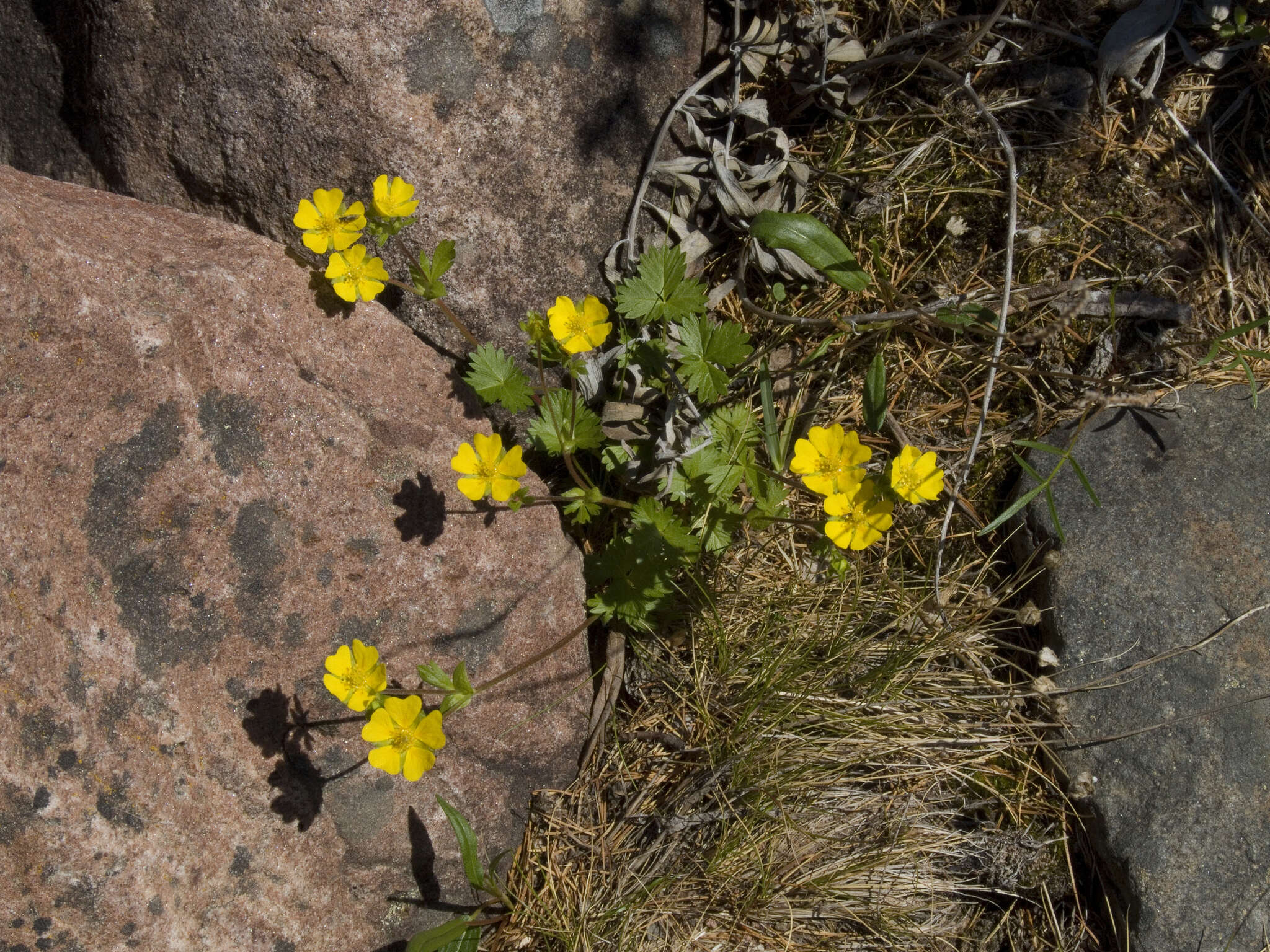 Image of Potentilla crantzii subsp. gelida (C. A. Mey.) J. Soják