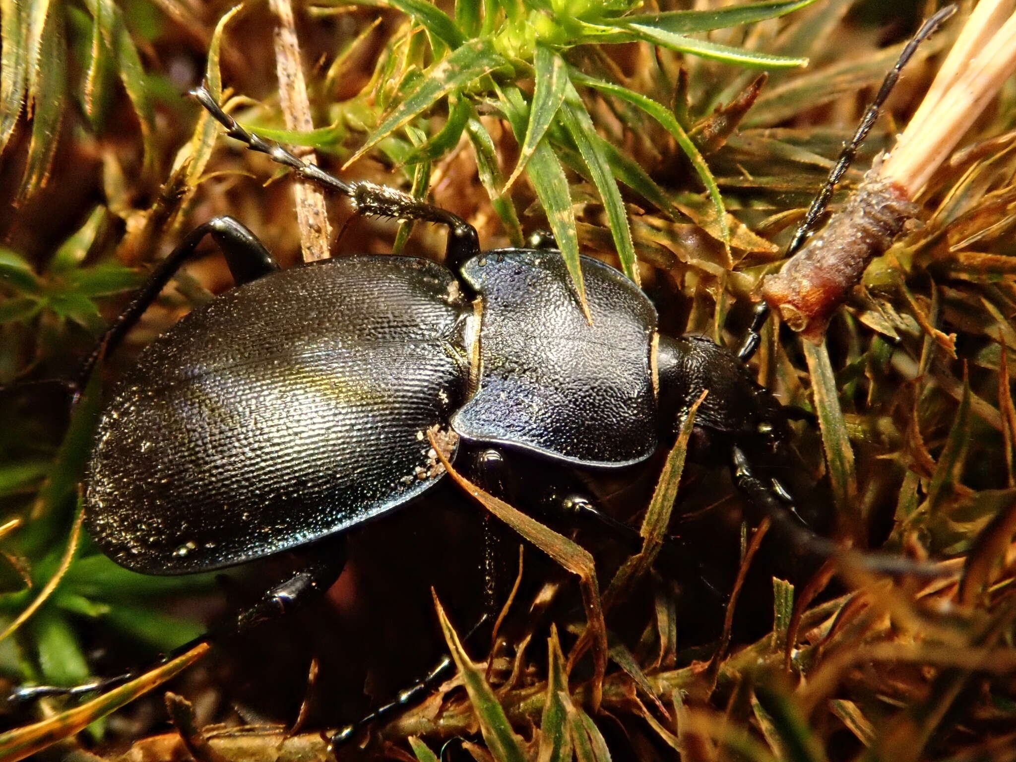 Image of Winstanley Ground Beetle