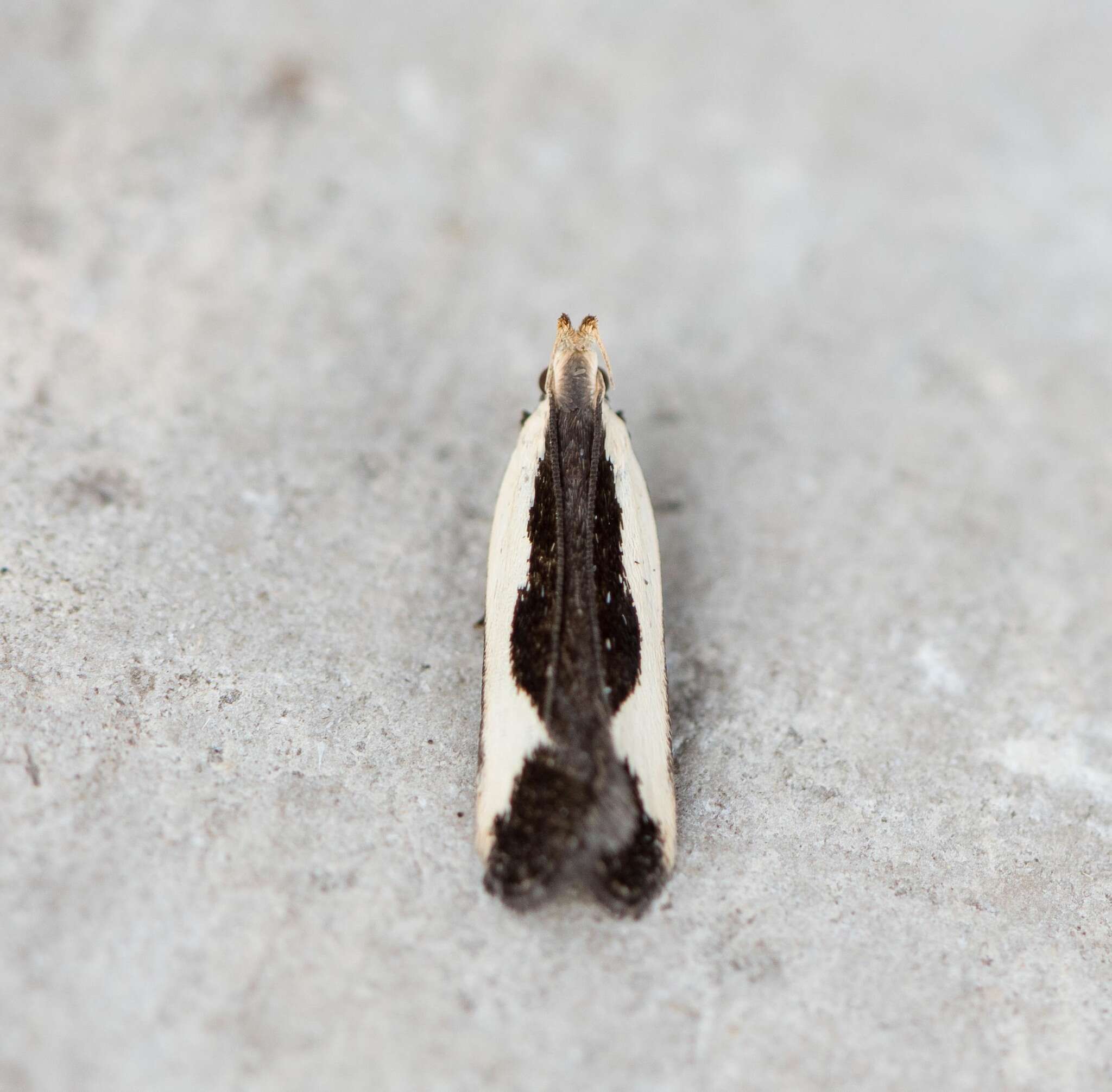 Image of Buffy Dichomeris Moth