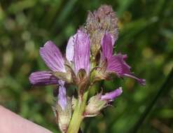 Image of birdfoot checkerbloom