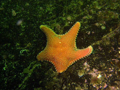 Image of Arctic cushion star