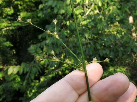 Imagem de Juncus coriaceus Mackenzie