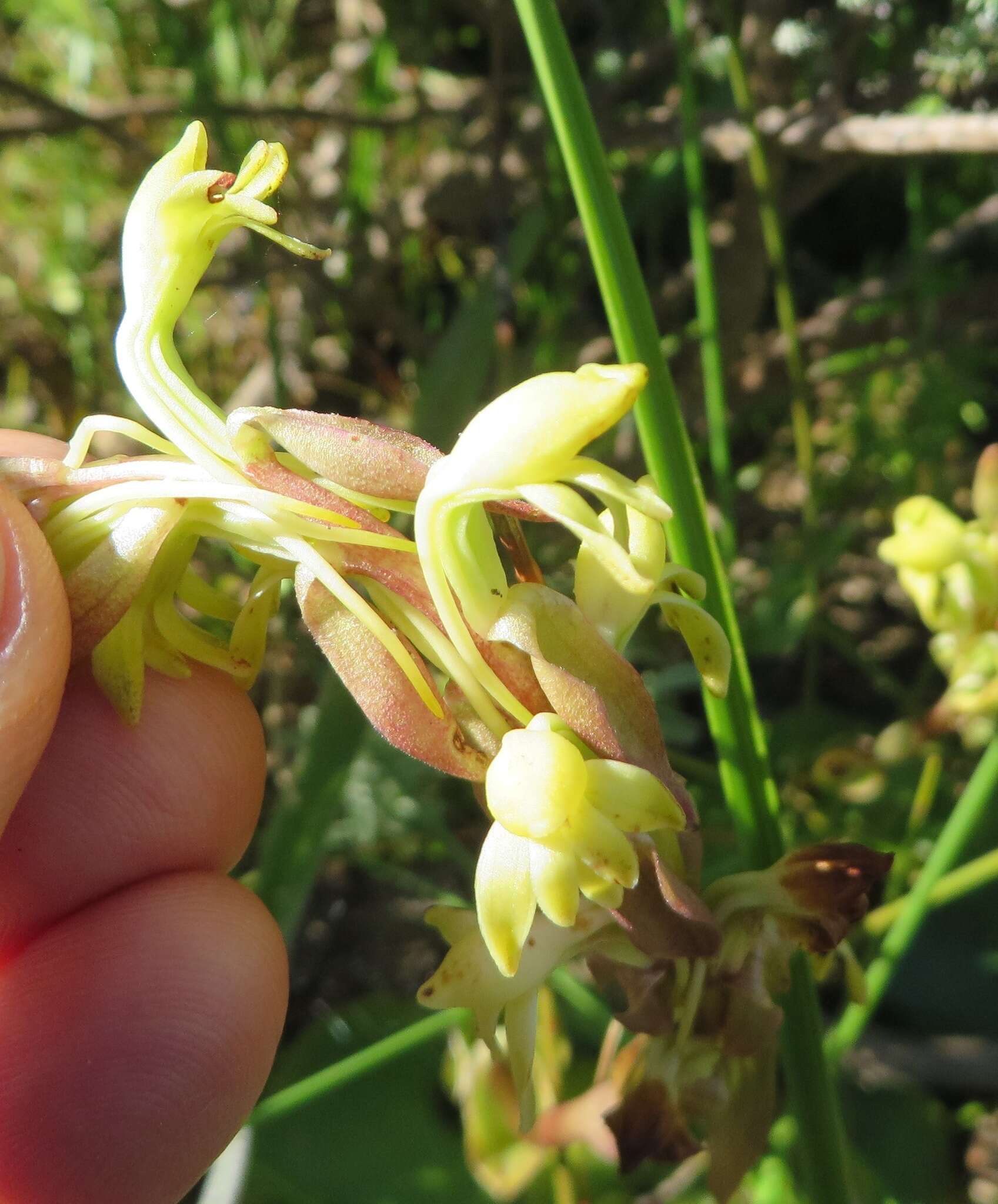 Image of Satyrium bicorne (L.) Thunb.