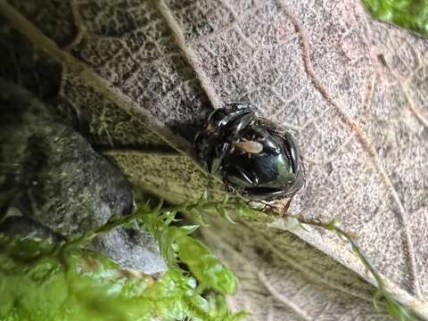 Image of Onthophagus curvicornis Latreille 1812