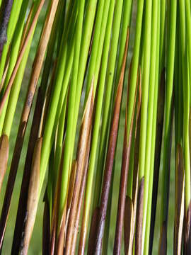 Image of Juncus balticus subsp. ater (Rydb.) Snogerup