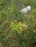 Image of Euphorbia paniculata Desf.