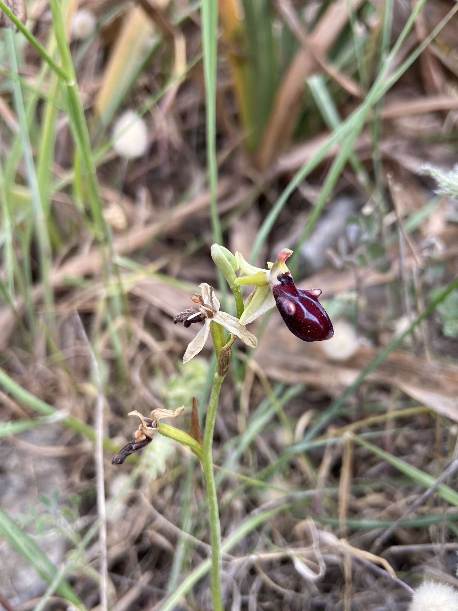 Image of Ophrys sphegodes subsp. gortynia H. Baumann & Künkele