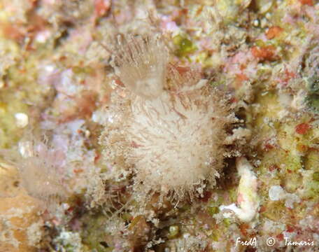 Image of bristly vase sponge