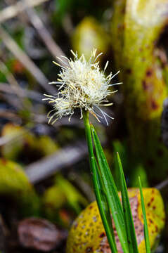 Image of Meadow's Cotton-Grass