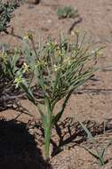 Image of Moraea schlechteri (L. Bolus) Goldblatt