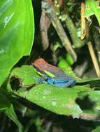 Image of Manu Poison Frog