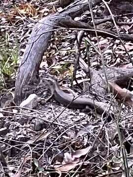 Image of Major Skink