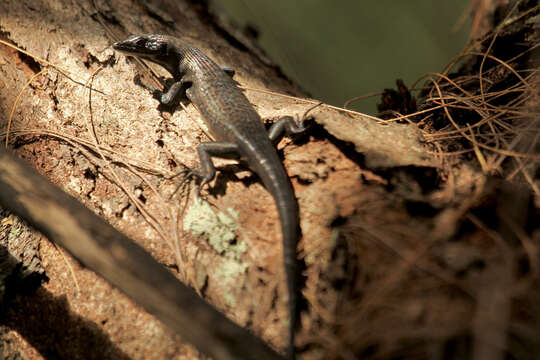 Image of Emo Skink