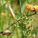 Image of Hermannia procumbens subsp. procumbens