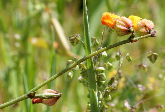 صورة Hermannia procumbens Cav.