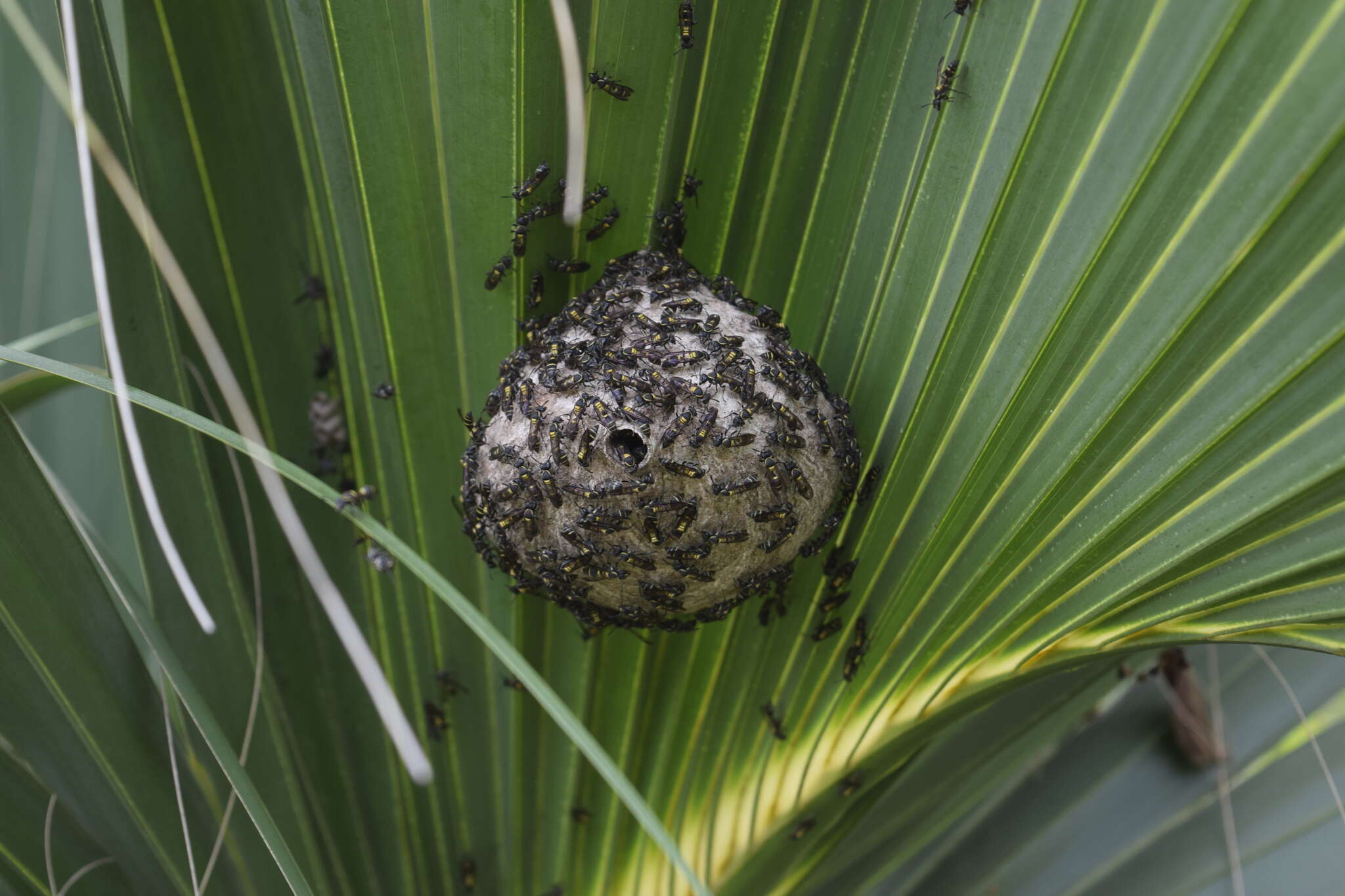 Image de Polybia occidentalis (Olivier 1791)