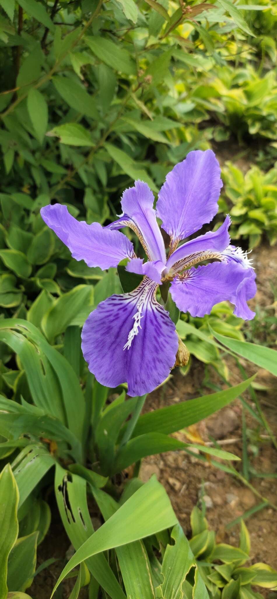 Plancia ëd Iris tectorum Maxim.