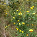 صورة Pultenaea forsythiana