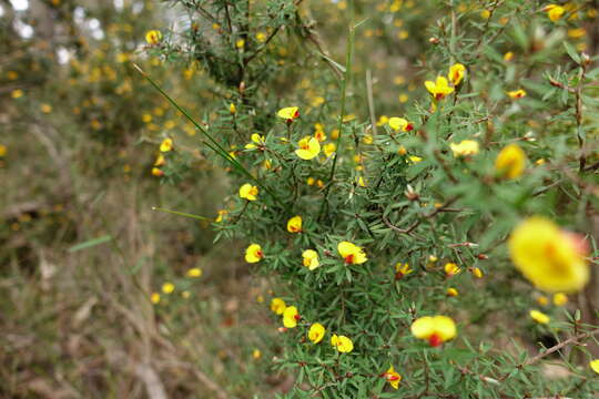 صورة Pultenaea forsythiana