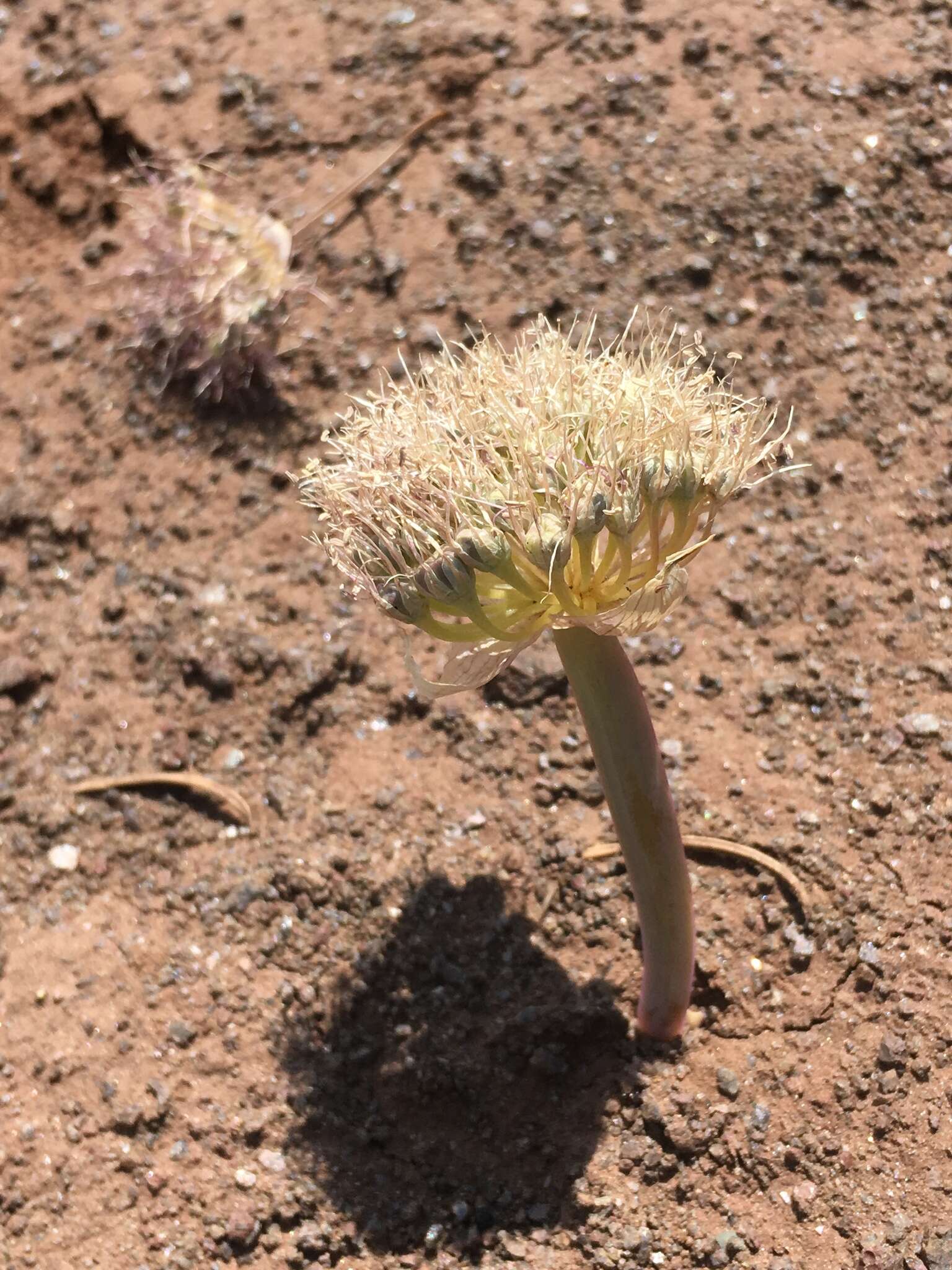 Image de Allium platycaule S. Watson